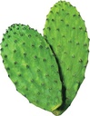 maxx-herb-organic-nopal-cactus-powder-fo-5.jpg