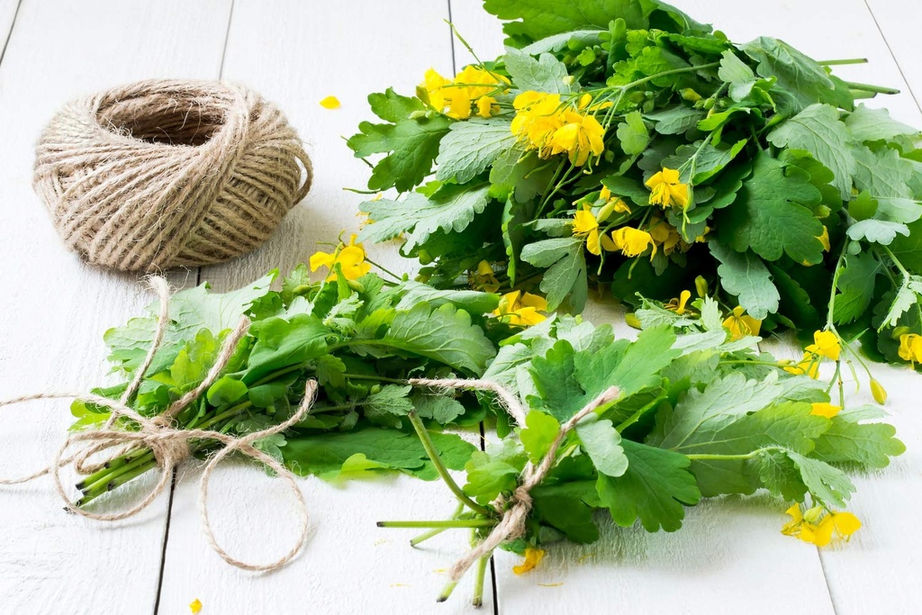 health-embassy-greater-celandine-herb-ch-5.jpg