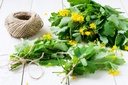 health-embassy-greater-celandine-herb-ch-5.jpg