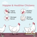 mile-four-oyster-shell-for-chickens-calc-3.jpg