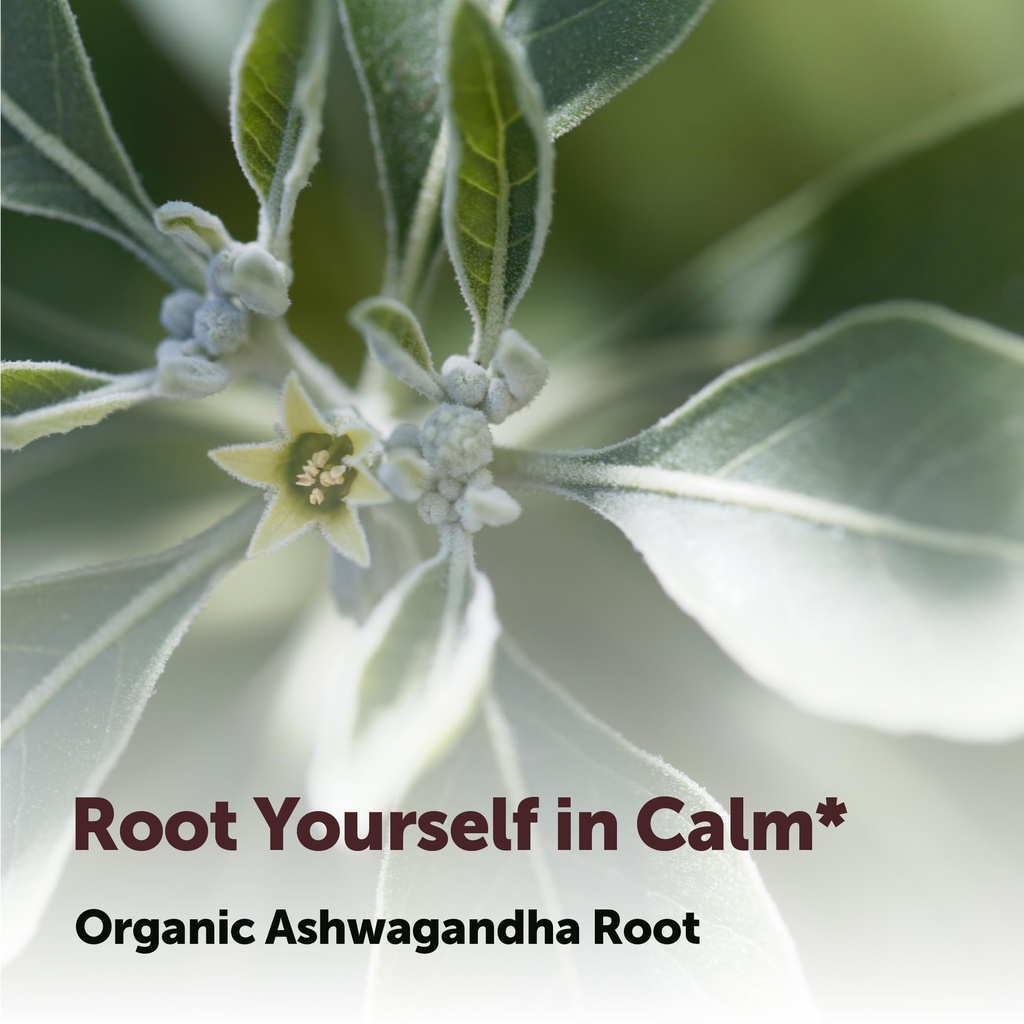micro-ingredients-organic-ashwagandha-ro-5.jpg