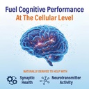 natural-brain-booster-for-memory-concent-4.jpg