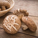 cedar-bear-magnificent-mushrooms-a-liqui-5.jpg