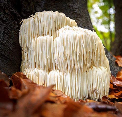 cedar-bear-magnificent-mushrooms-a-liqui-4.jpg