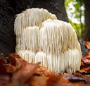 cedar-bear-magnificent-mushrooms-a-liqui-4.jpg