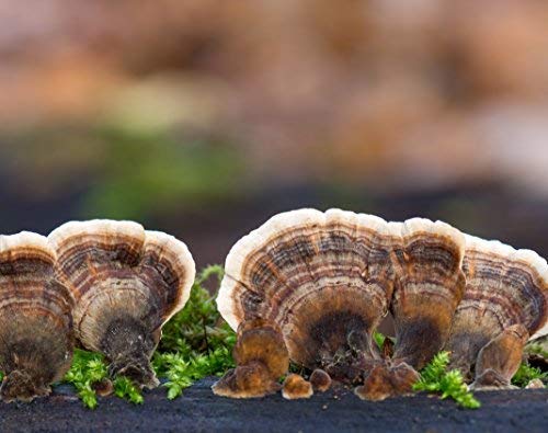 cedar-bear-magnificent-mushrooms-a-liqui-6.jpg