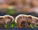 cedar-bear-magnificent-mushrooms-a-liqui-6.jpg