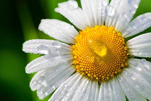 cedar-bear-chamomile-calmer-for-kids-liq-3.jpg