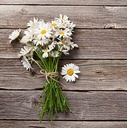 cedar-bear-chamomile-calmer-for-kids-liq-5.jpg