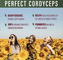 perfect-supplements-perfect-cordyceps-90-4.jpg
