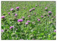 liphontcta-wildcrafted-milk-thistle-seed-4.jpg