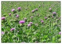 liphontcta-wildcrafted-milk-thistle-seed-4.jpg