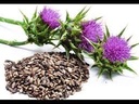 liphontcta-wildcrafted-milk-thistle-seed-3.jpg