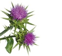 liphontcta-wildcrafted-milk-thistle-seed-5.jpg