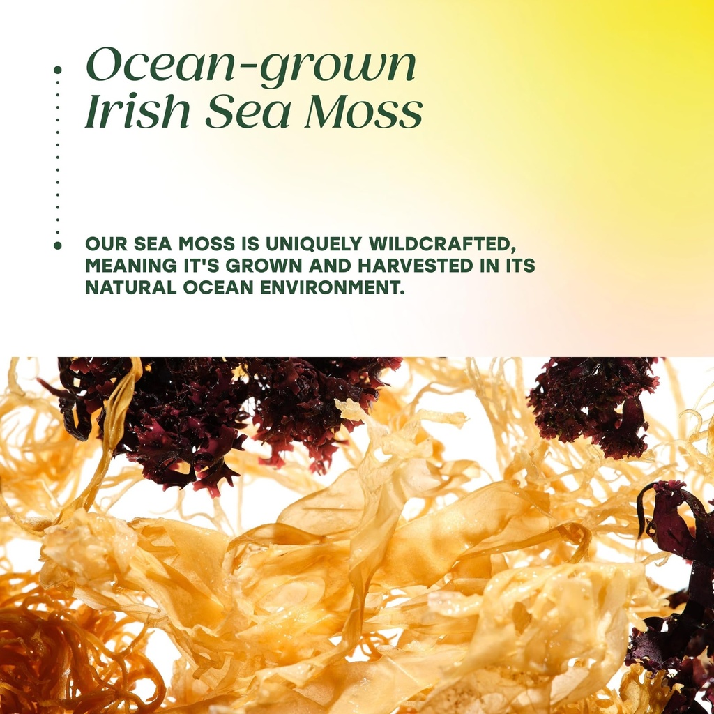 megafood-sea-moss-complex-irish-sea-moss-5.jpg