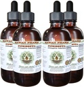 Pipsissawa Alcohol- Free Liquid Extract, Pipsissawa (Chimafila umbellata) Leaf Glycerite Natural Herbal Supplemen, Hawaii Pharm, USA 4x4 F.oz
