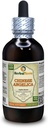 Angelica cinese (Angelica Sinensis) Tintura, Estratto di liquido di radice secca organica (Nome: HerbalTerra, Delicatamente Made in USA) 4 fl.oz (120 ml)