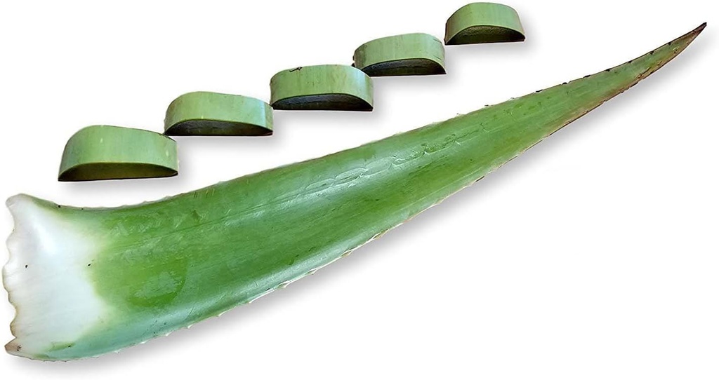 3 Pounds Organic Extra große Aloe Vera Barbadensis Grüne Blätter