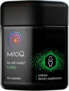 MitoQ +Joint 고급 CoQ10 산화 방지제 보충교재 - Mitoquinol Mesylate & 녹색 Lipped Mussel Omega 기름 추출물 - 건강한 합동, Mobility 및 세포 활력 (60 Softgel 캡슐)를 지원합니다