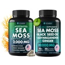Sea Moss Bundle, Wildcrafted Irish Sea Moss Capsules with Burdock Root, Bladderwrack, Muira Puama + Seamoss Black Seed Oil, Ashwagandha & Ginger, 240 Vegan Capsules