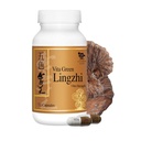 Vita Green Lingzhi Mushroom Supplement (五色靈芝) – Pure Reishi with Natural Antioxidants for Wellness, Energy, and Immune Support for Men & Women – 72 Capsules