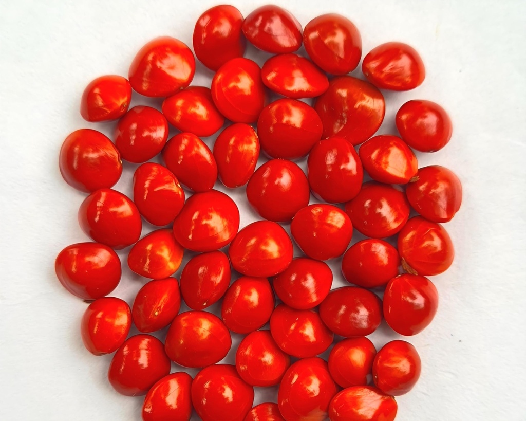 Beons Organic Premium MNAJADI kURU/MANJADI SEEDS.VISHU KANI Seeds For Guruvauoorppa For KRISHNA 200gm (400Pcs)