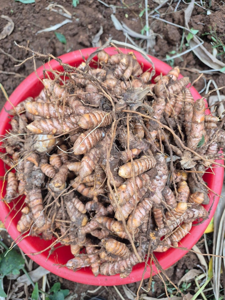 Lakadong Turmeric Fresh Organic Root, Premium Grade with High Curcumin Content 7-12%, Pure Natural Rhizomes for Therapeutic Use