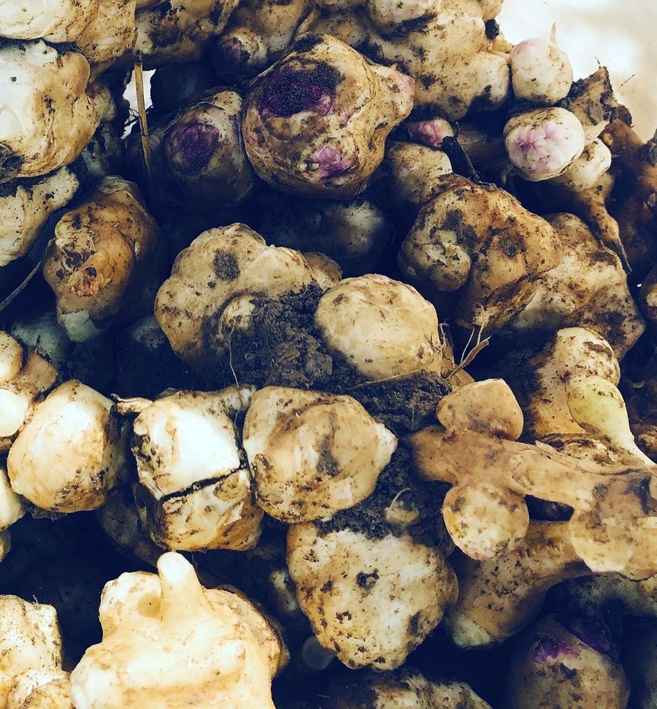 Artistes de Jerusalem Organic Cuke (Helianthus tubeus) - Sunchokes, Sunroot o Jerusalem Artichokes per al Planting o menjar - 5 trudores de fum Camp Crufts
