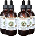 Echinacea Alcohol-Free Liquid Extract, Echinacea (Echinacea Angustifolia) Dried Root Glycerite Hawaii Pharm Natural Herbal supplement 4x4 oz