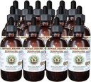 Echinacea Alcohol-Free Liquid Extract, Ехінацеа (Echinacea Angustifolia) Обрізаний кореневих гліцеритів Гаваї Pharm Природний трав'яні добавки 15x4 oz