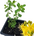 Organic Saint John's Wort Plant, (Hypericum Perforatum) ขนาด 2.5 นิ้ว pot - Prot - พืช Wort Life ของเซนต์จอห์น