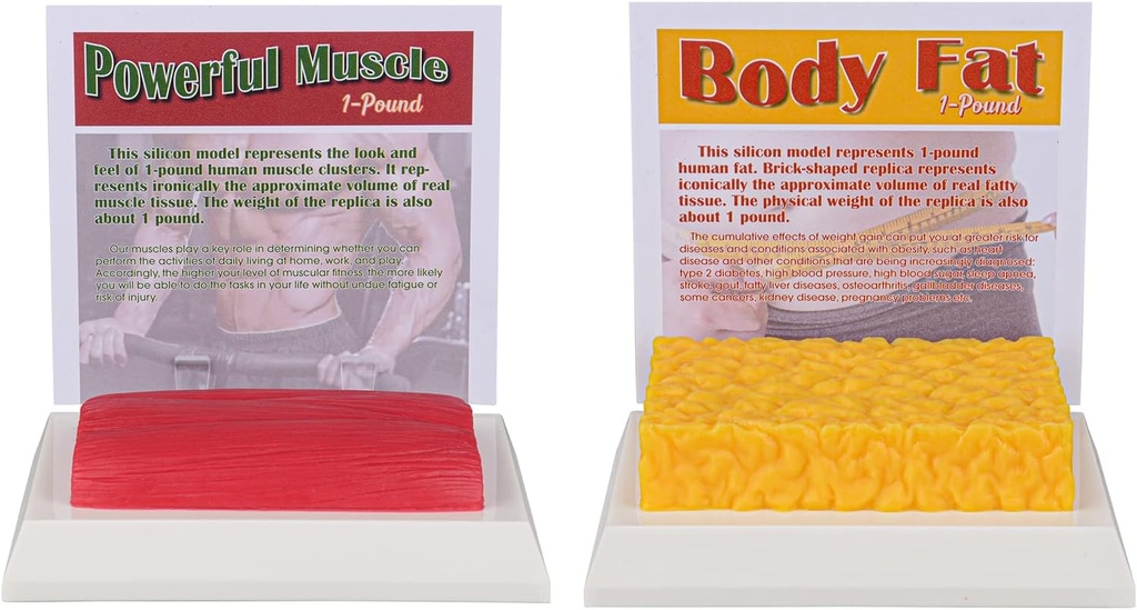SimCoach Human Body Fat ' Muscle Replica 1 Lb, Keep Fit ' Fitness Motivation " Reminder, Human Muscle Fat Model for Nutritionist, Athlete