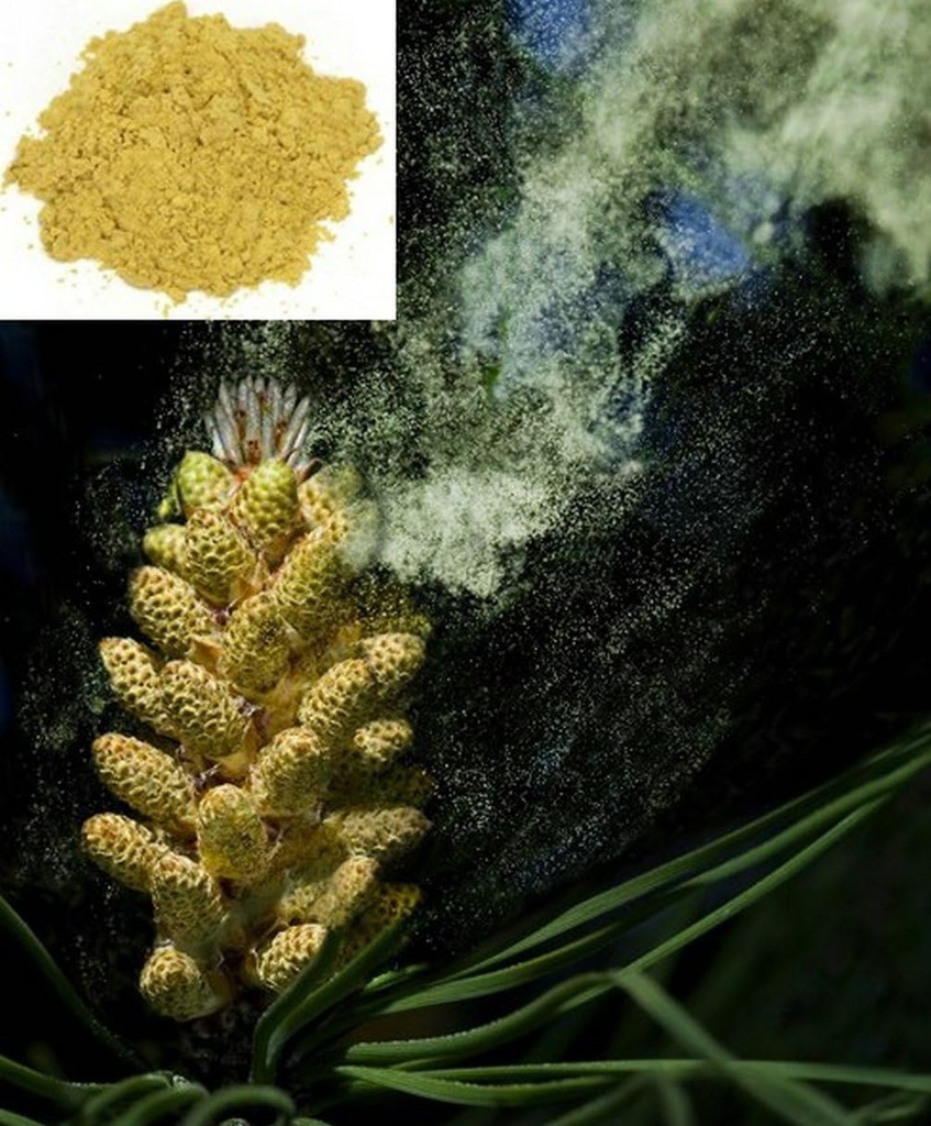 1KG (2,2 LB) Cell Wall Herbal Masson Pine Pollen pulver, 100% ren og RAW - Wild HARVESTED - Ultimate SUPERFOOD