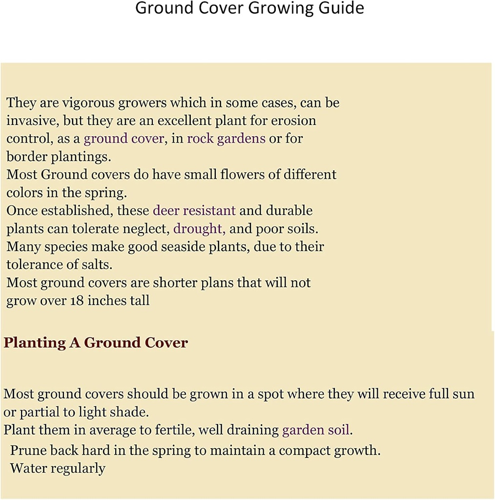 Creeping St Johns Wort/BRIGADOON/Hypericum Calyinum in 4 pollici pentole (2)