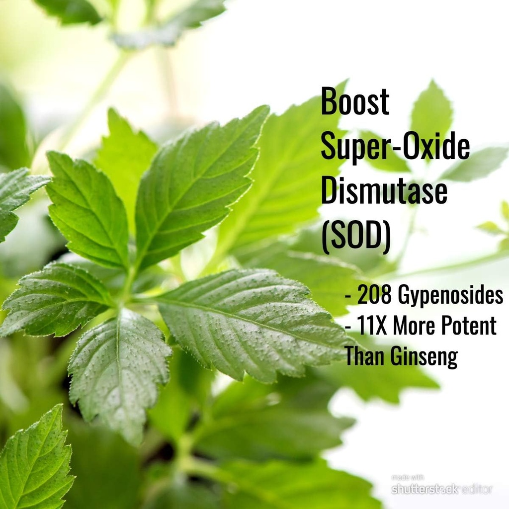 Immortalitea Gynostemma kapslid (Jiaogulan) - Terve lehe täisspekter - Looduslik Adaptogeen & AMPK aktivaatori lisand - Veggie kapslid - 100 loend, 500 mg