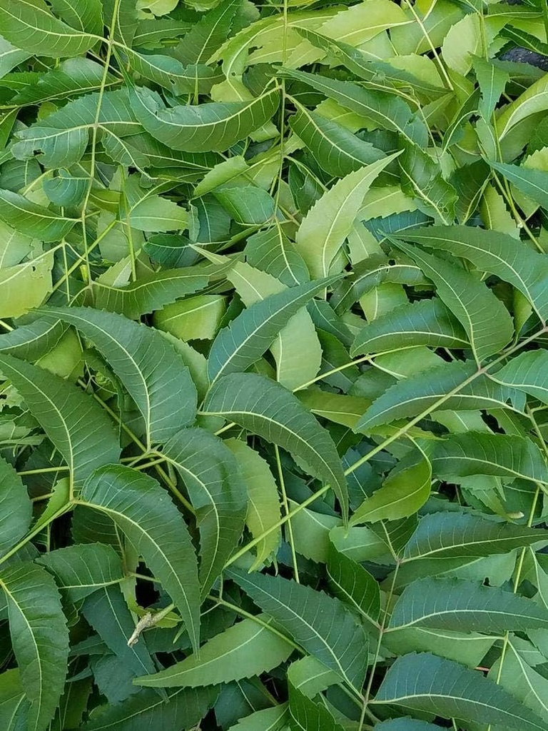 Tuoreita Neem Leaves, Azadirachta Indica, Margosa, Etelä-Florida. (3 OZ)