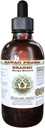 Brahmi Alkol-Free maye çıxış, Organic Brahmi maye (Bacopa Monnieri) Bütün qeyd Herb Glycerite Hawaii Pharm Natural Herbal Supplement 2 oz