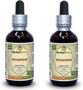 Bupleulum (Bupleurum Chinense) Tincture, Trích dẫn chất lỏng dinh dưỡng (Brand Name: HerbalTerra, được chế tạo tự hào ở Mỹ) 2x2 lf.oz (x60 ml)