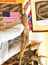 8OZ=227g/Box American Wild Ginseng 15~20 Years, Wisconsin Whole Ginseng Root Hand-Selected | 美国威斯康辛州野生西洋参 花旗参 野泡参 大号 |Cultivated American Wisconsin Ginseng Lager WI 126#L 8OZ/Box