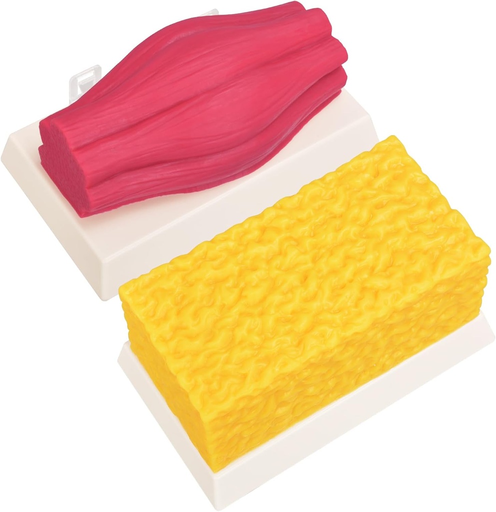 SimCoach Human Body Fat & Muscle Replica 5 Lbs, Keep Fit & Fitness Motivation Reminder, Silicone Human Muscle Fat Model for Nutritionist, Athleet