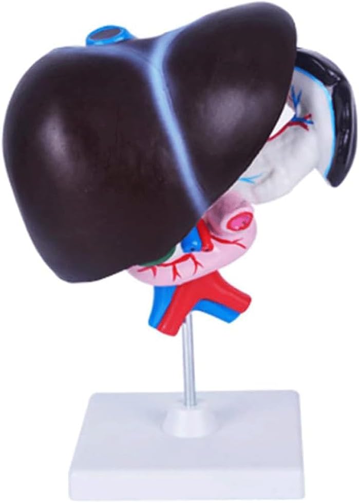 FROON Human Organ Model Artificial Liver Pancreas Duodenum Model Liver Teaching Aids Medical Liver Anatomy Model Detachable Into 3 Parts for Study Tools for School Study