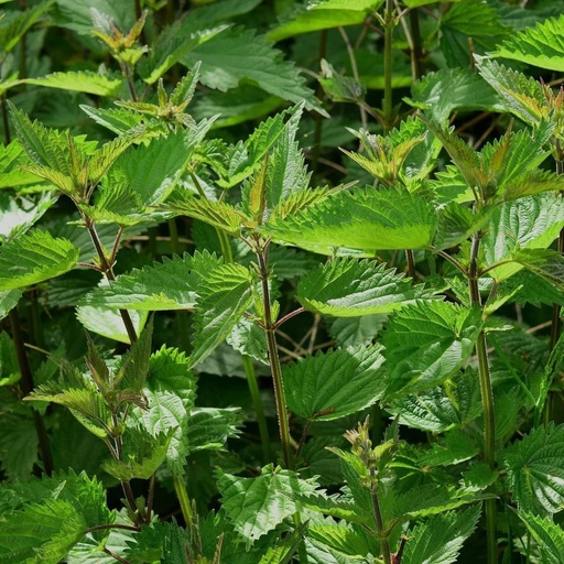 [BRSW2BD4BUFQMDTG] Stinging Nettle (Urtica Dioica)- 100 Seeds by OrginBud