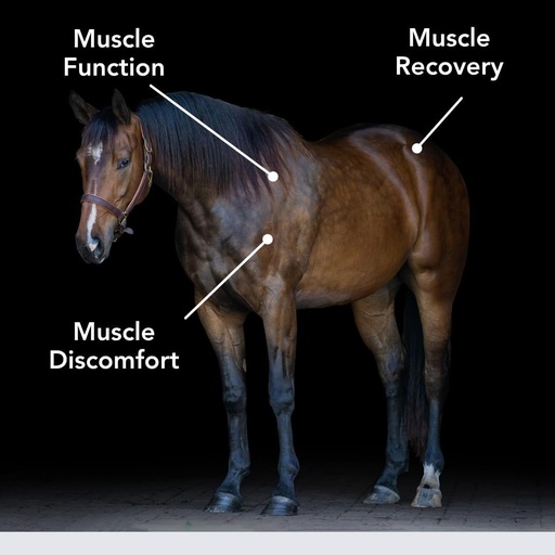 [BRSWIGIIAQDAAC3U] E-Se-Mag (20lb) for Muscle Function & Recovery in Horses