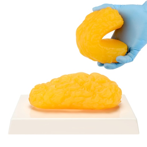 [BRSRMZYNAABWGEL6] Human Body Fat Replica, 1 lb Fat Anatomy Model for Anatomy Class Display, Stay Healthy, Weight Loss Motivation Reminder