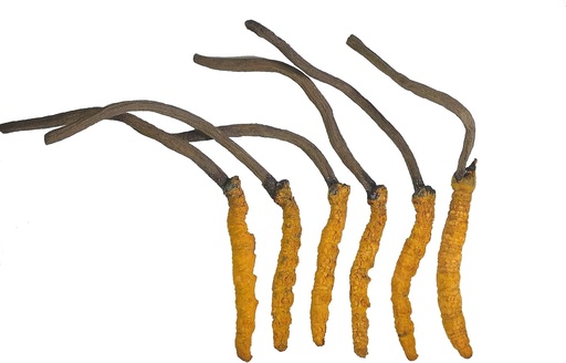 [BRSWGFQ6AUFWA33F] Wild Cordyceps, Whole Himalyan Cordyceps Sinensis Mushroom, Genuine and Very Rare, High Grade, Boost Energy, Reduce Stress for Men and Women, 3 Grams