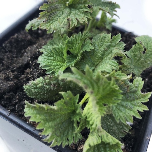 [BRSWYCADAQNQO2TP] Organic Stinging Nettle Plant, Urtica dioica - Live Plant in 2.5" Pot - Survival Food, Nutritious Herb by Smoke Camp Crafts