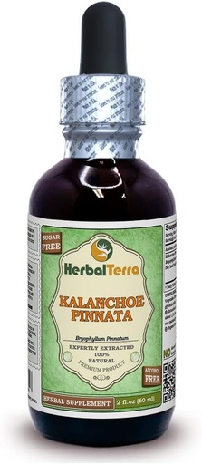[BRSWG2YPBMIGEFDJ] Herbal Terra LLC Kalanchoe Pinnata (Bryophyllum Pinnatum) Glycerite, Dried Leaves and Stems Alcohol-Free Liquid Extract, 2 fl.oz Pack of 1