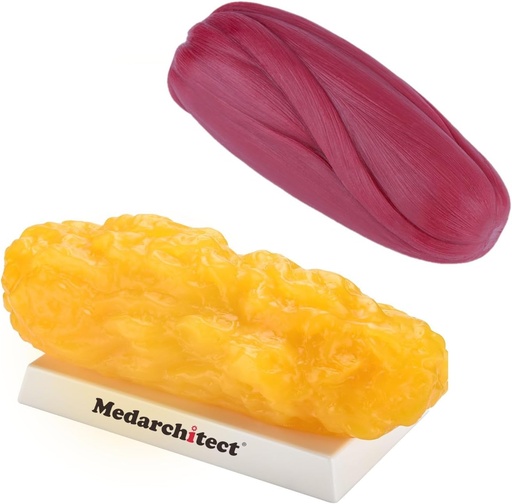 [BRSRMAD6O5YQYADG] Medarchitect Authentic Human Body Fat & Muscle Replica - 5 lb