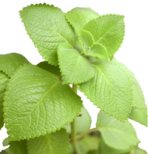 [BRSWGAAOBUNGCHTJ] 2 Cuban Oregano