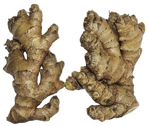 [BRSWGZYNA4FAYHQU] Live 10 Rhizomes of Edible Ginger Roots Zingiber Zingiber Officinale for Growing